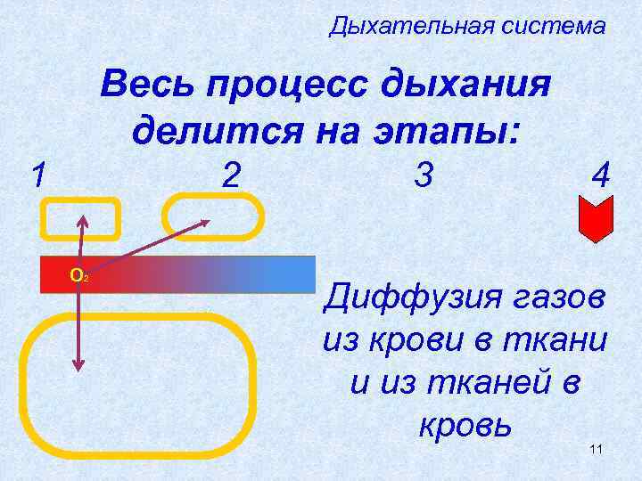 Дыхательная система Весь процесс дыхания делится на этапы: 1 2 О 2 3 4