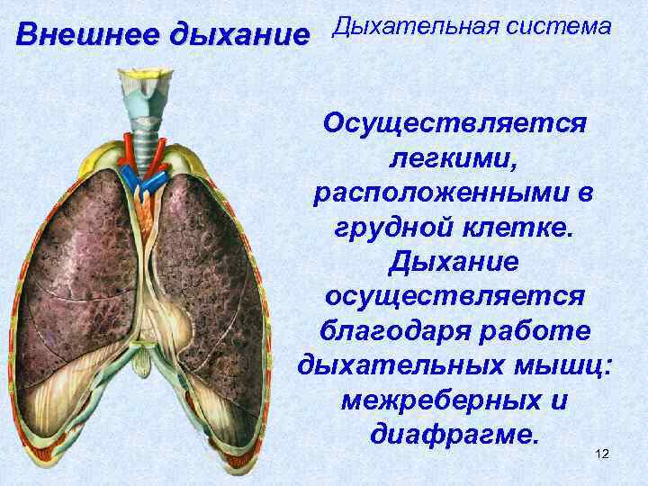 Внешнее дыхание Дыхательная система Осуществляется легкими, расположенными в грудной клетке. Дыхание осуществляется благодаря работе