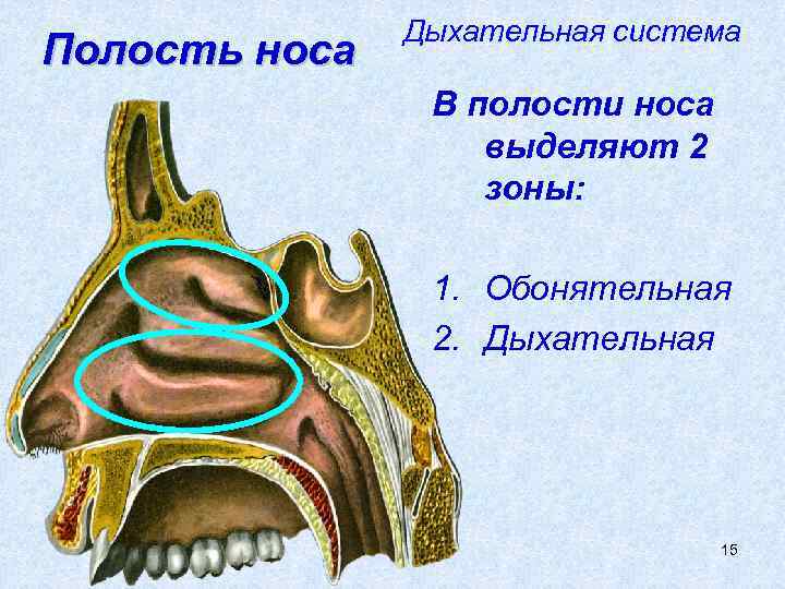 Полость носа Дыхательная система В полости носа выделяют 2 зоны: 1. Обонятельная 2. Дыхательная
