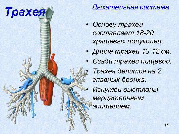 Трахея Дыхательная система • Основу трахеи составляет 18 -20 хрящевых полуколец. • Длина трахеи