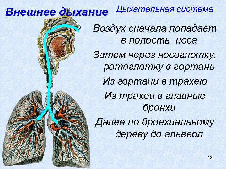 Внешнее дыхание Дыхательная система Воздух сначала попадает в полость носа Затем через носоглотку, ротоглотку
