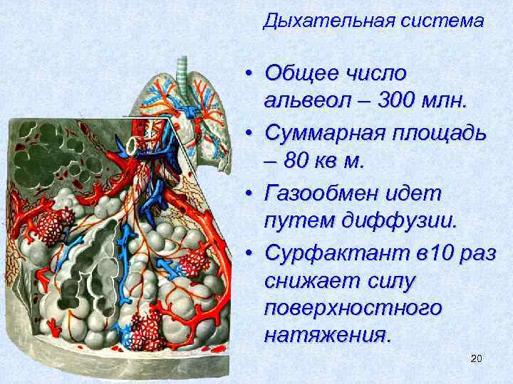 Дыхательная система • Общее число альвеол – 300 млн. • Суммарная площадь – 80