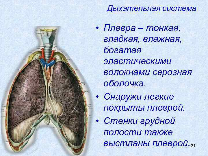 Первые органы дыхания. Дыхательная система человека плевра. Дыхательная система легкие плевральная полость. Функция легочной плевры в дыхательной системе. Плевра анатомия дыхания.