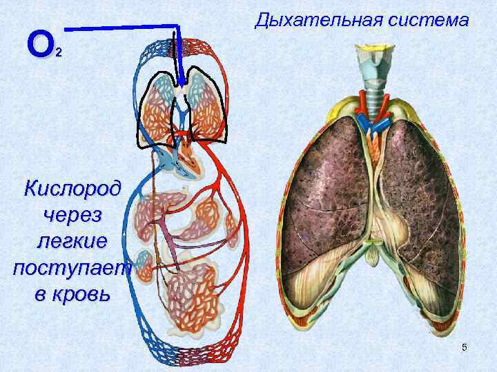 О Дыхательная система 2 Кислород через легкие поступает в кровь 5 