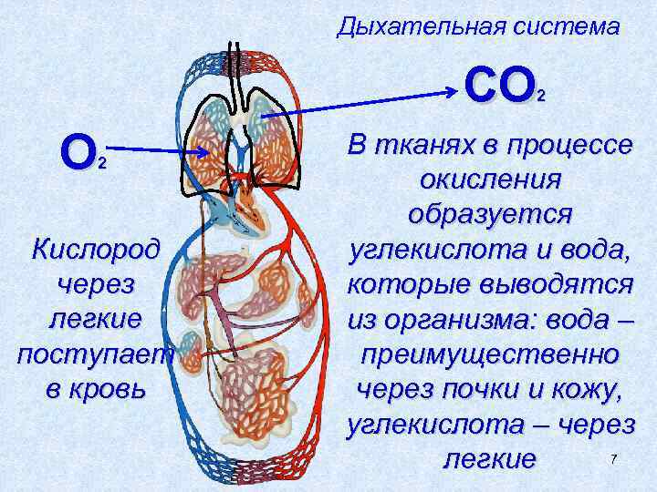 Дыхательная система СО 2 Кислород через легкие поступает в кровь В тканях в процессе