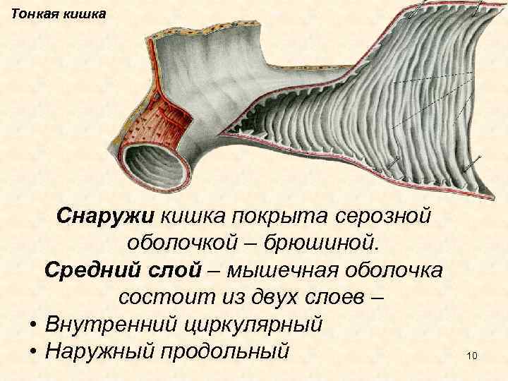 Тонкая кишка Снаружи кишка покрыта серозной оболочкой – брюшиной. Средний слой – мышечная оболочка