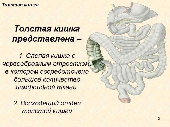 Процессы происходящие в тонкой кишке человека