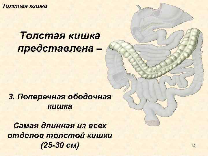 Отделы толстой кишки человека