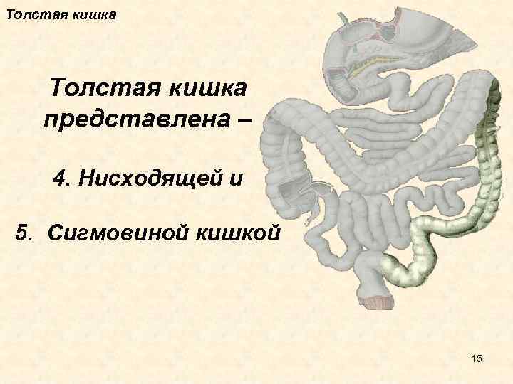 Толстая кишка представлена – 4. Нисходящей и 5. Сигмовиной кишкой 15 