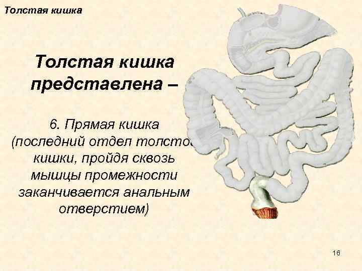 Толстая кишка представлена – 6. Прямая кишка (последний отдел толстой кишки, пройдя сквозь мышцы