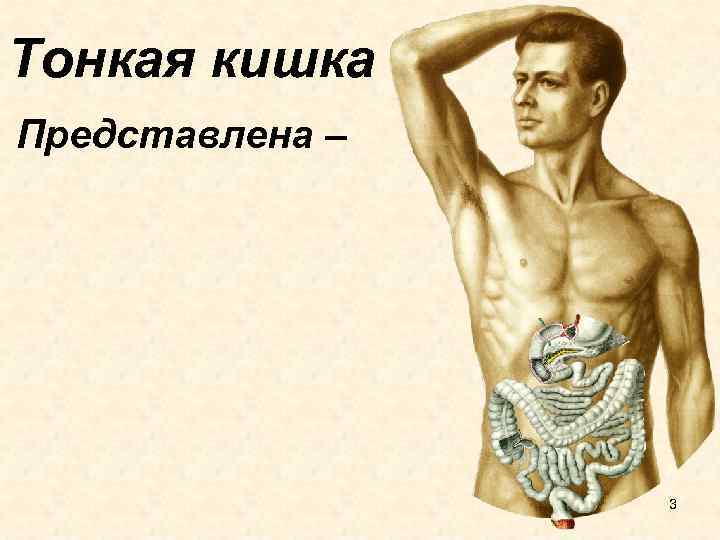 Тонкая кишка Представлена – 3 