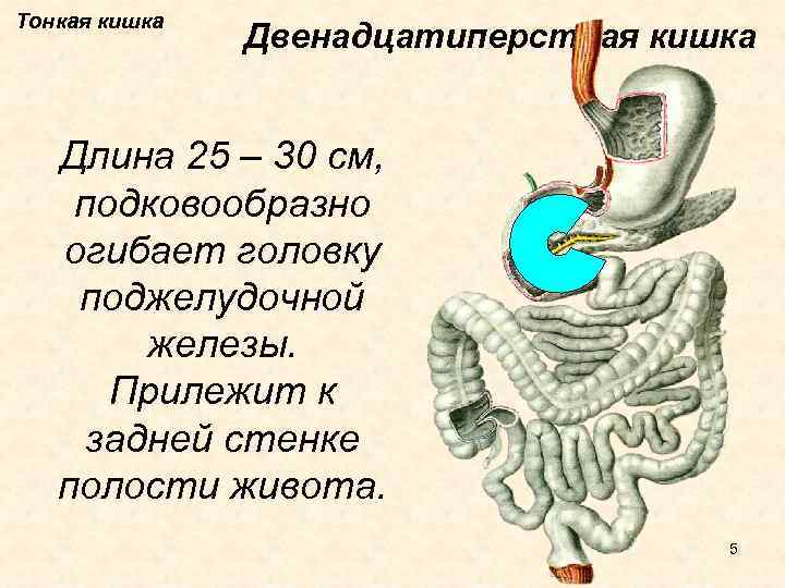 Длина кишечника животного