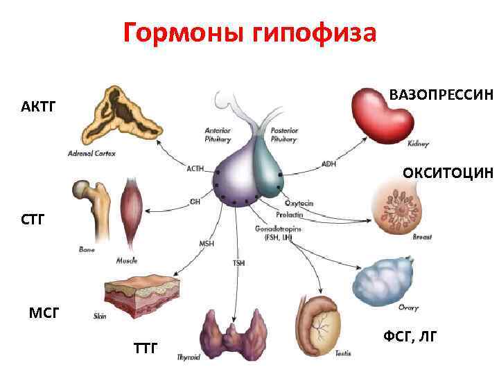 Гормоны гипофиза ВАЗОПРЕССИН АКТГ ОКСИТОЦИН СТГ МСГ ТТГ ФСГ, ЛГ 