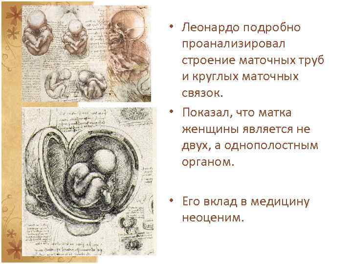  • Леонардо подробно проанализировал строение маточных труб и круглых маточных связок. • Показал,