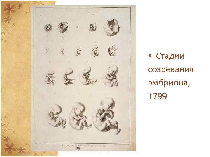  • Стадии созревания эмбриона, 1799 
