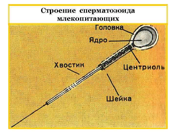 Строение сперматозоида млекопитающих 