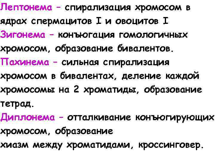 Лептонема – спирализация хромосом в ядрах спермацитов I и овоцитов I Зигонема – конъюгация