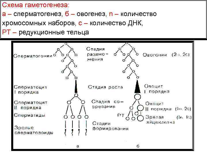 Схема гаметогенеза: а – сперматогенез, б – овогенез, n – количество хромосомных наборов, с