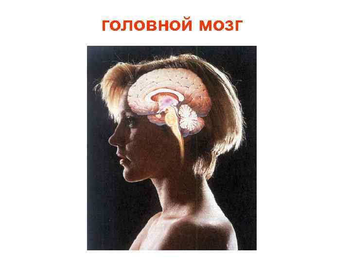 головной мозг 