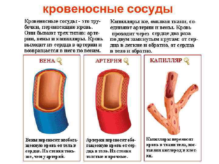 кровеносные сосуды проходит через 