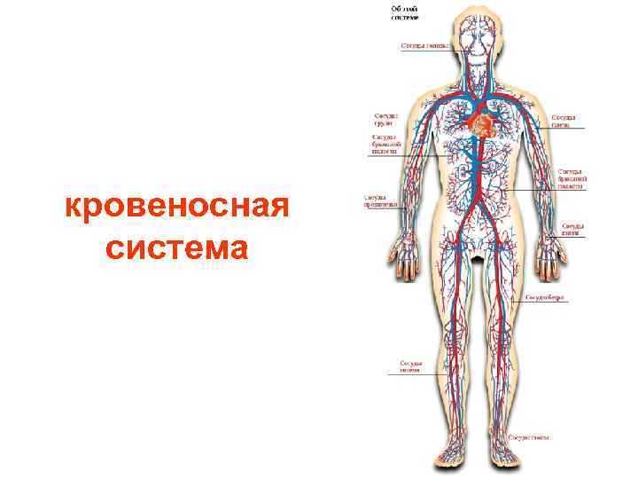 кровеносная система 