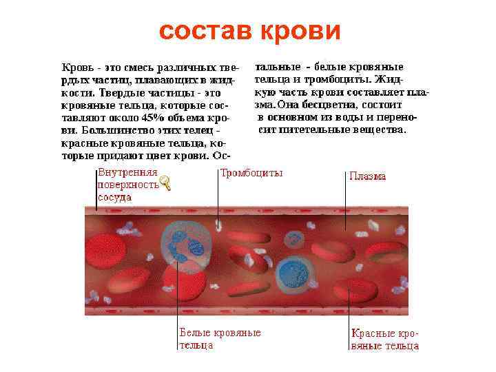 состав крови 