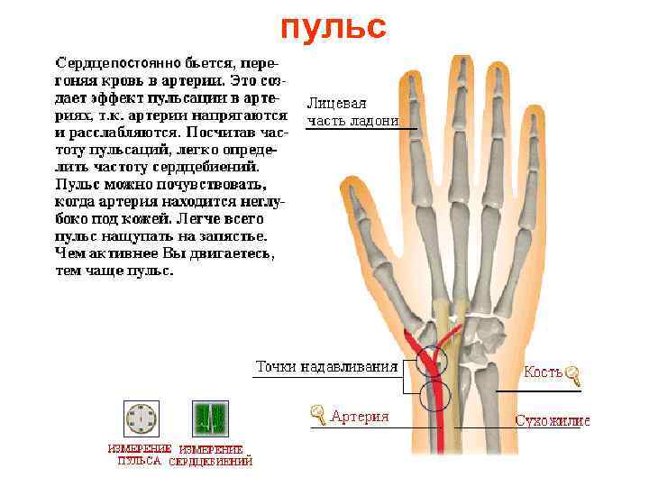 пульс постоянно 