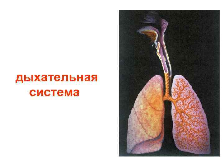 дыхательная система 