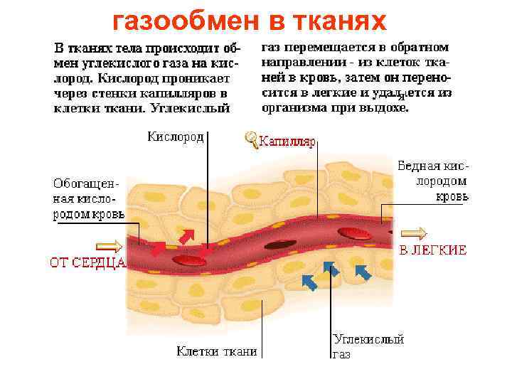 газообмен в тканях я 