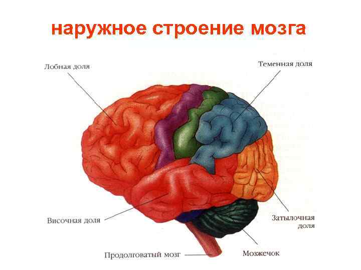 наружное строение мозга 
