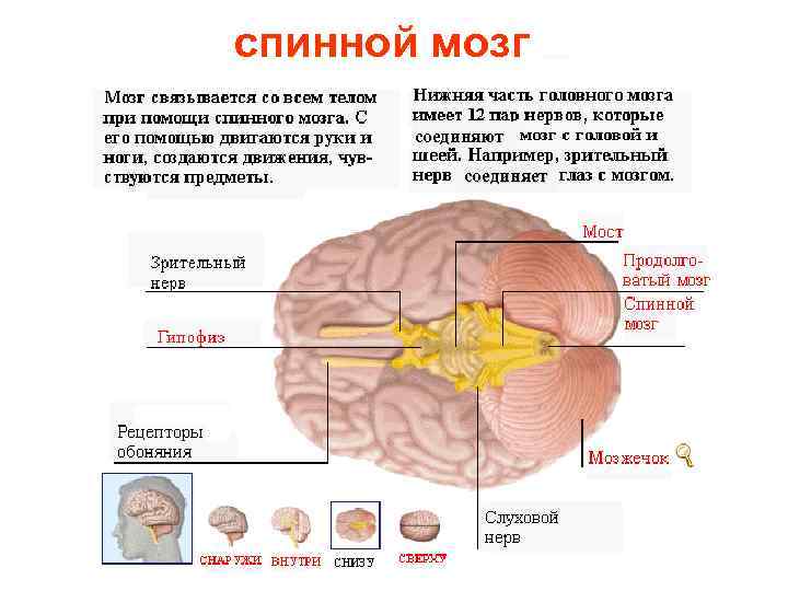 спинной мозг соединяют соединяет 