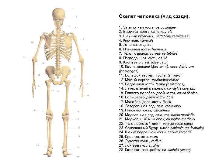 Скелет человека (вид сзади). 1. Затылочная кость, os occipitale 2. Височная кость, os temporale