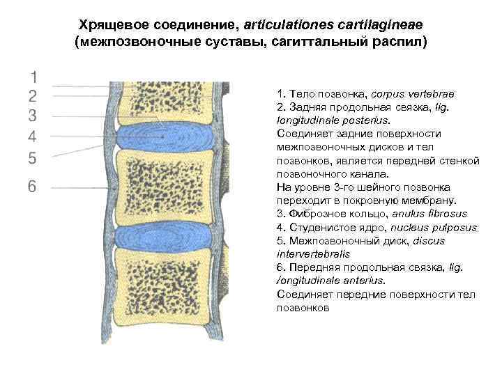 Хрящевое соединение, articulationes cartilagineae (межпозвоночные суставы, сагиттальный распил) 1. Тело позвонка, corpus vertebrae 2.