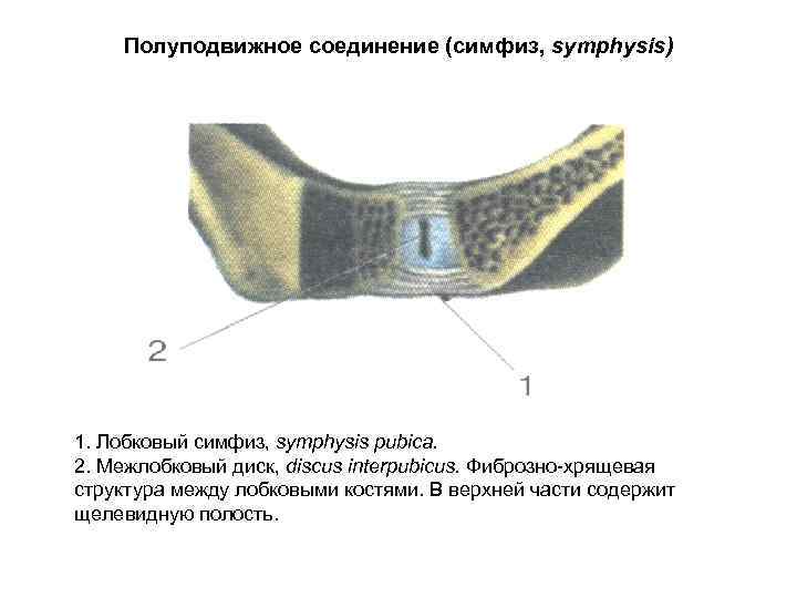 Полуподвижное соединение (симфиз, symphysis) 1. Лобковый симфиз, symphysis pubica. 2. Межлобковый диск, discus interpubicus.