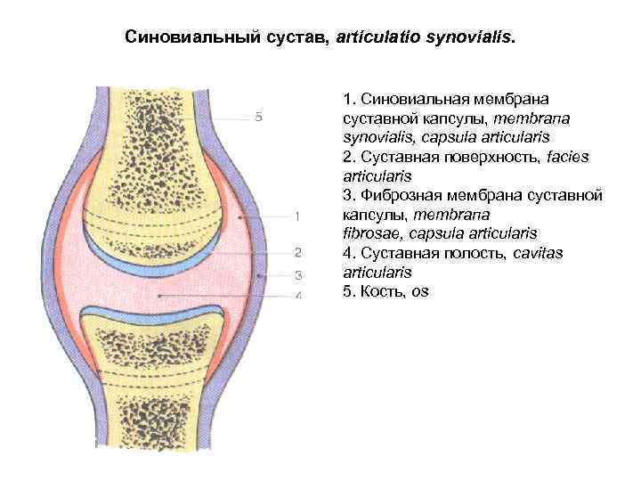 Строение сустава человека рисунок