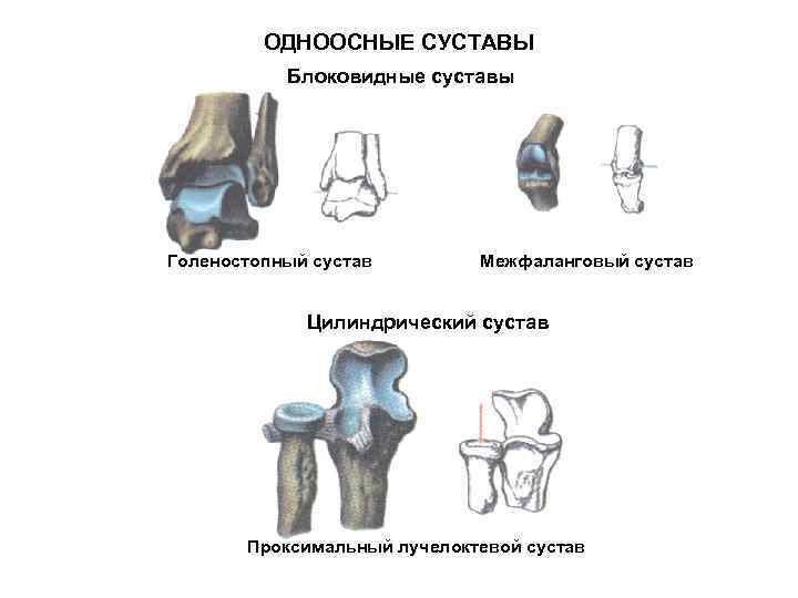 ОДНООСНЫЕ СУСТАВЫ Блоковидные суставы Голеностопный сустав Межфаланговый сустав Цилиндрический сустав Проксимальный лучелоктевой сустав 