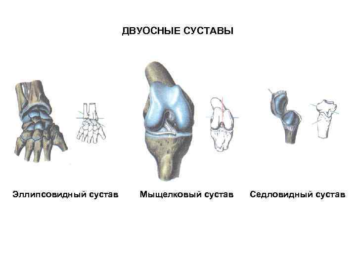 ДВУОСНЫЕ СУСТАВЫ Эллипсовидный сустав Мыщелковый сустав Седловидный сустав 