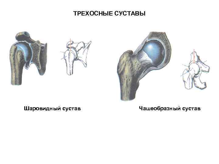 ТРЕХОСНЫЕ СУСТАВЫ Шаровидный сустав Чашеобразный сустав 