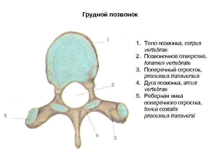 Грудной позвонок 1. Тело позвонка, corpus vertebrae 2. Позвоночное отверстие, foramen vertebrate 3. Поперечный