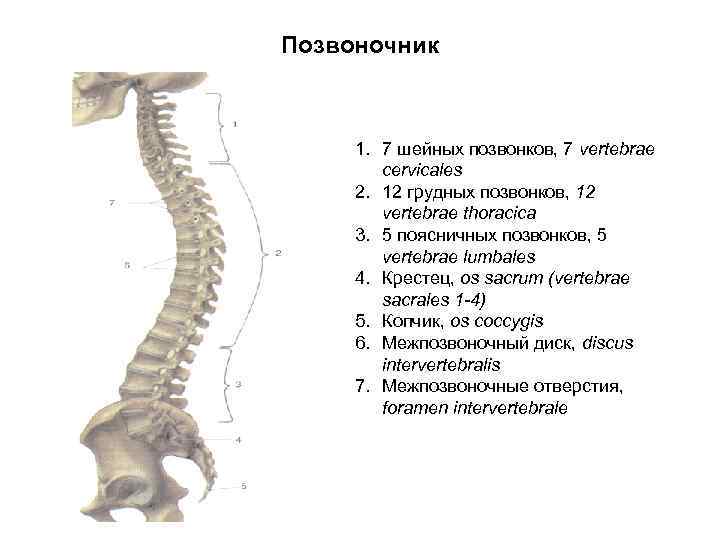 Позвоночник 1. 7 шейных позвонков, 7 vertebrae cervicales 2. 12 грудных позвонков, 12 vertebrae