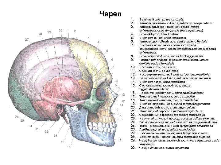 Череп 1. 2. 3. 4. 5. 6. 7. 8. 9. 10. 11. 12. 13.