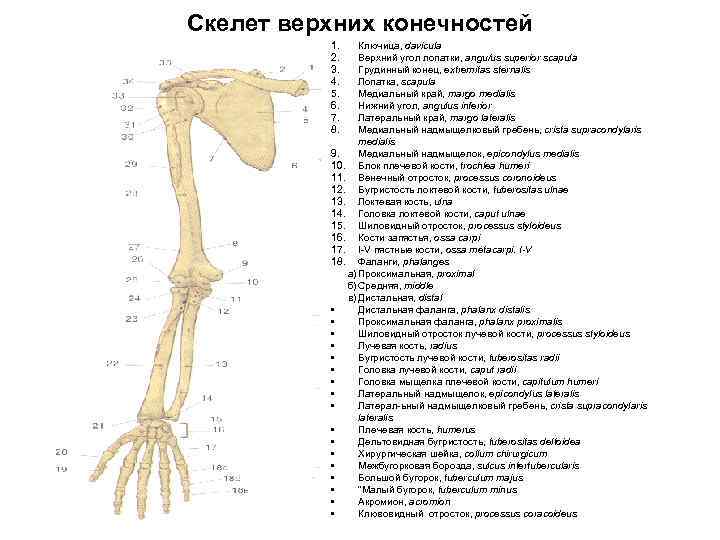 Схема костей руки