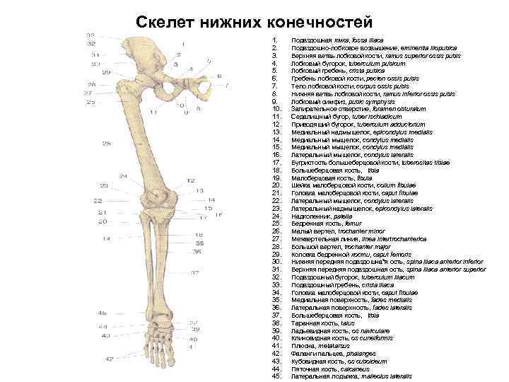 Строение скелета нижних конечностей человека. Кости нижней конечности вид спереди. Кости нижних конечностей анатомия строение. Скелет нижней конечности строение анатомия. Кости нижней конечности схема.