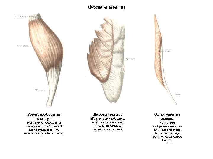 Формы мышц Веретенообразная мышца. (Как пример изображена мышца - короткий лучевой разгибатель кисти, m.