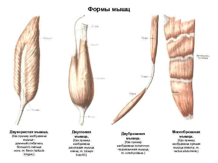 Формы мышц Двуперистая мышца. (Как пример изображена мышца длинный сгибатель большого пальца ноги, m.