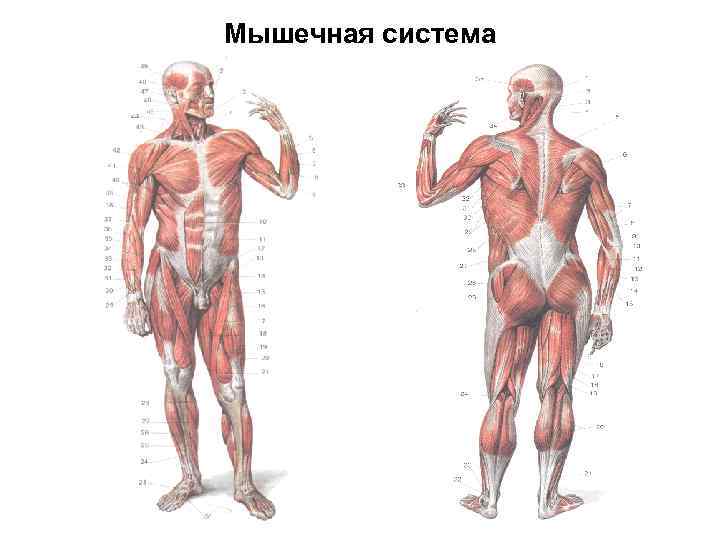 Мышечная система человека презентация