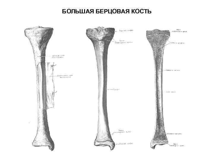 БОЛЬШАЯ БЕРЦОВАЯ КОСТЬ 