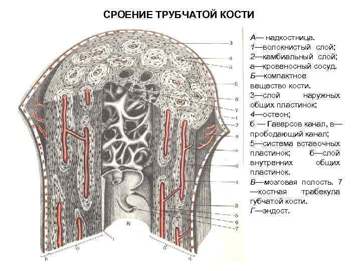 СРОЕНИЕ ТРУБЧАТОЙ КОСТИ А— надкостница. 1—волокнистый слой; 2—камбиальный слой; а—кровеносный сосуд. Б—компактное вещество кости.