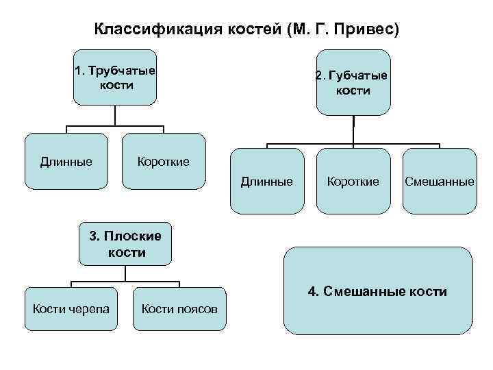 Классификация костей (М. Г. Привес) 1. Трубчатые кости Длинные 2. Губчатые кости Короткие Длинные