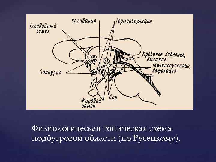 Физиологическая топическая схема подбугровой области (по Русецкому). 